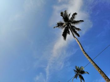 Low angle view of palm tree against sky