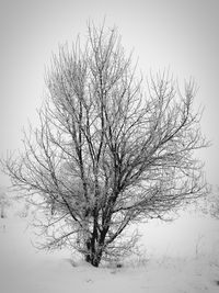 Bare trees against sky