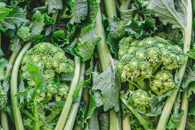 Cime di rapa, rapini or broccoli rabe in a street food market, green vegetable, puglia, italy