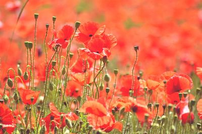 Close-up of red poppy blooming in field