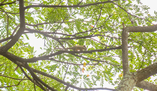 Low angle view of bird perching on tree