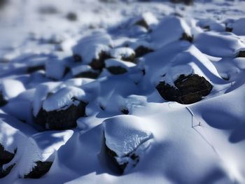 Close-up of frozen leaves