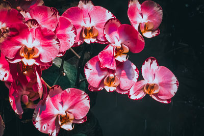 Close-up of pink flowering plants