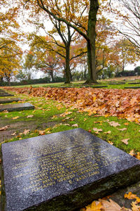 Trees growing in park during autumn