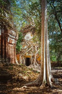 Trees growing in forest