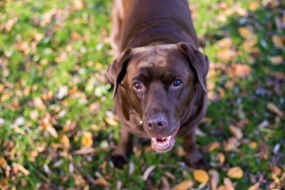 Portrait of dog sticking out tongue on land