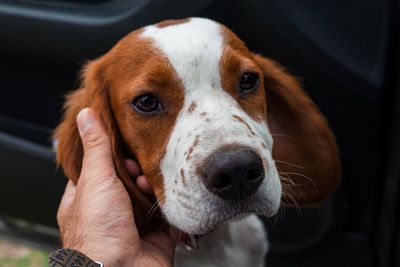 Close-up of hand stroking dog