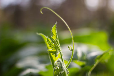 Close-up of dew drops on plant