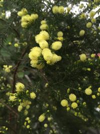 Close-up of yellow flowers