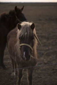 Close-up of foal standing on field