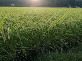 Crops growing on field