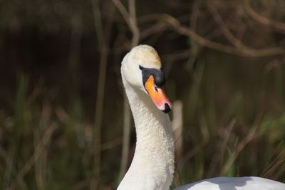 Close-up of swan