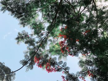 Low angle view of trees in forest against sky