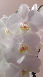 Close-up of white orchids blooming outdoors