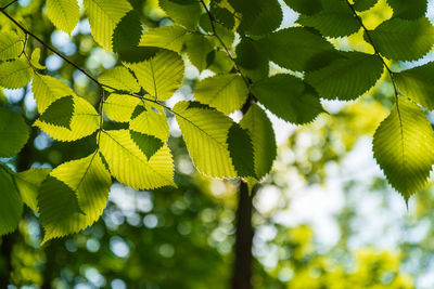 Low angle view of green leaves