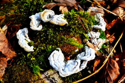 High angle view of mushrooms