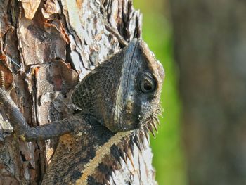 Close-up of a tree