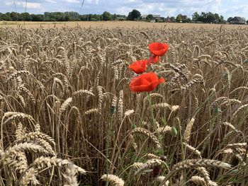 View of wheat growing on field