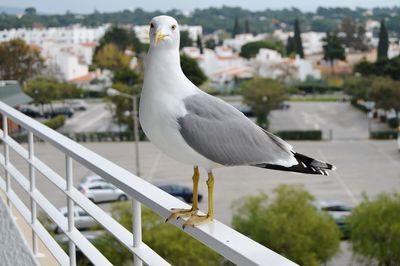 Close-up of seagull perching on railing