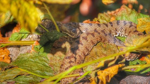 Close-up of lizard