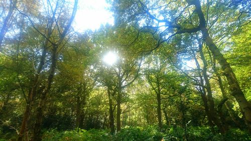 Low angle view of trees against sky