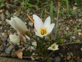 Close-up of white flower