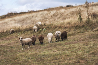 Sheep in a field