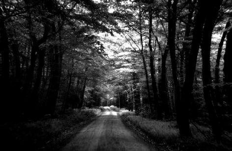 the way forward, tree, diminishing perspective, vanishing point, forest, road, transportation, tranquility, tranquil scene, nature, country road, treelined, growth, tree trunk, dirt road, empty road, non-urban scene, beauty in nature, woodland, scenics