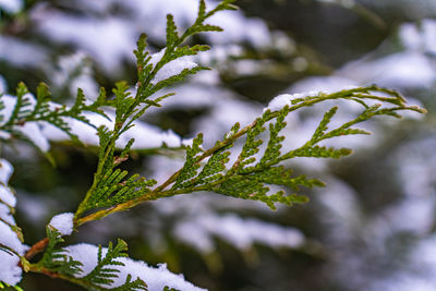 Close-up of a thuja branch covered with snow