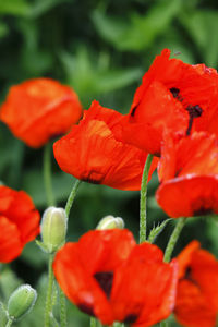 Close-up of red poppy flowers