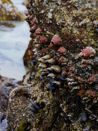 Close-up of lizard on rock in sea