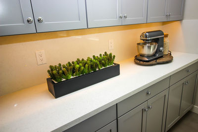 Potted plant on table