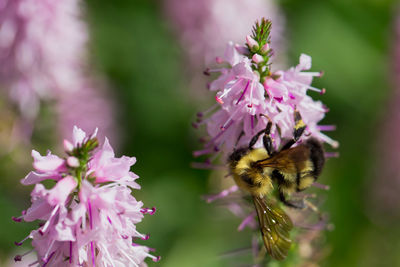 Close-up of bee pollinating on pink flower