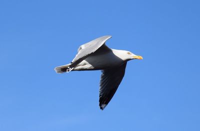 Low angle view of seagull flying against clear blue sky