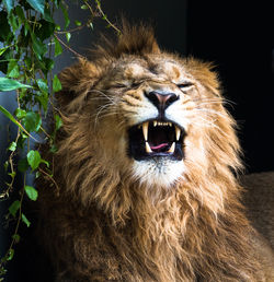 Close-up portrait of cat against black background