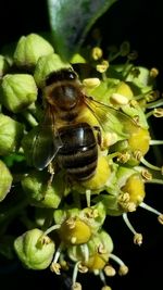 Close-up of bee pollinating on white flower