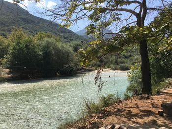 Scenic view of lake in forest