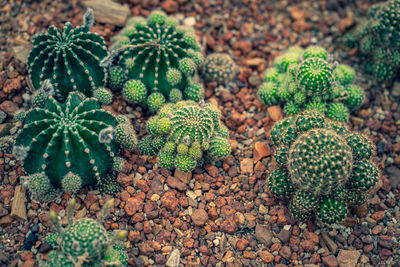 High angle view of cactus on field