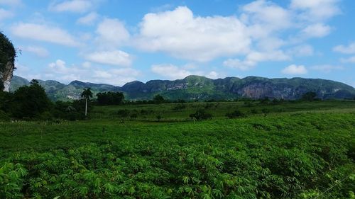 Scenic view of field against sky