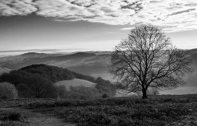 Bare tree on field against sky