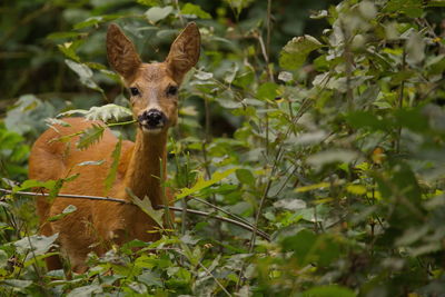 Close-up portrait of deer amidst plants in forest