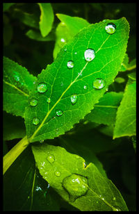 leaf
