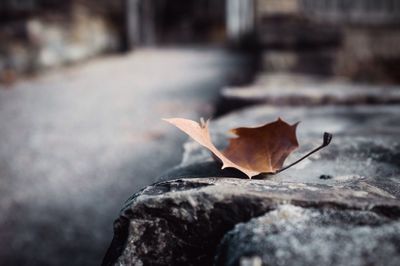 Surface level of dry leaves