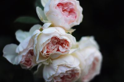 Close-up of rose blooming against black background