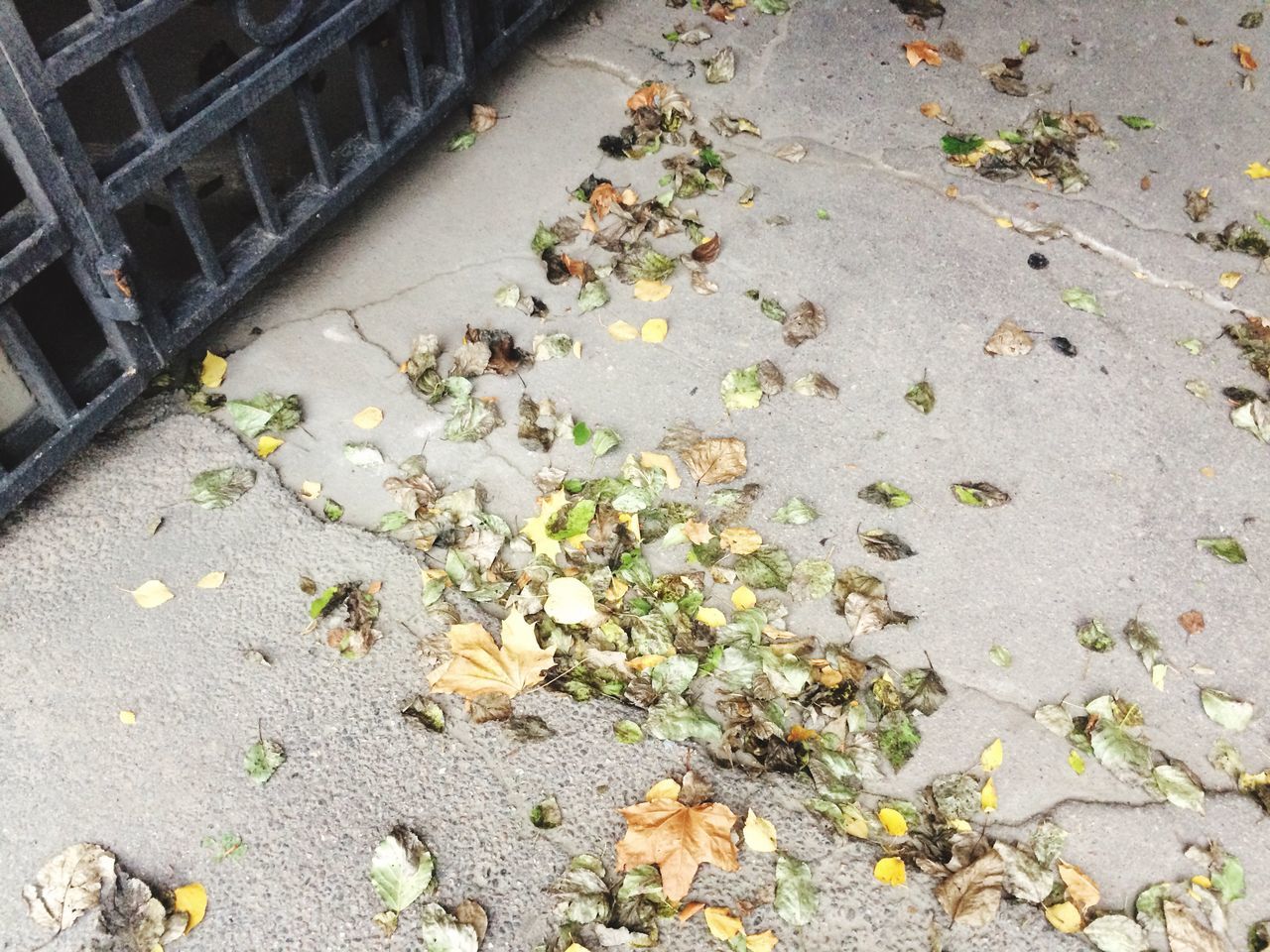 leaf, high angle view, day, outdoors, no people, street, change, autumn, sidewalk, nature, gutter