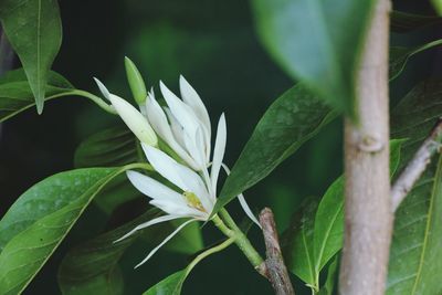 Close-up of flower growing on plant