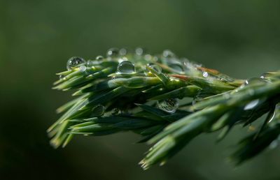 Water drops on green leaf. close up. dew after rain