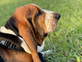 Close-up of a dog on field - blues head