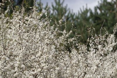 Close-up of plants growing on field