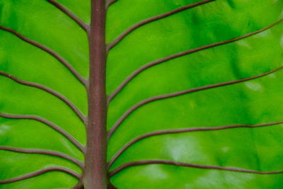 Detail shot of green plant